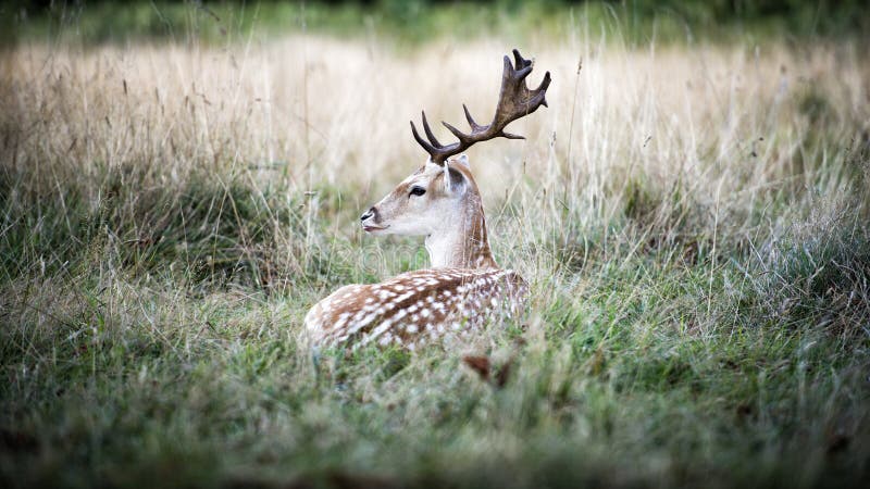 Cervo maschio nella foresta selvaggia immagini stock