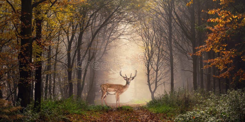 Daini in una scena vaga della foresta fotografia stock libera da diritti