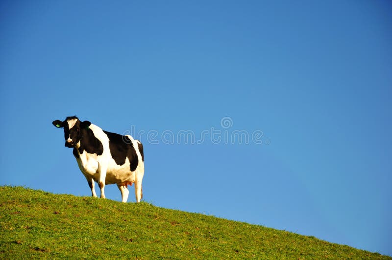 Dairy Cattle with Blue Sky Background Stock Photo Image of milk, zealand 22769604