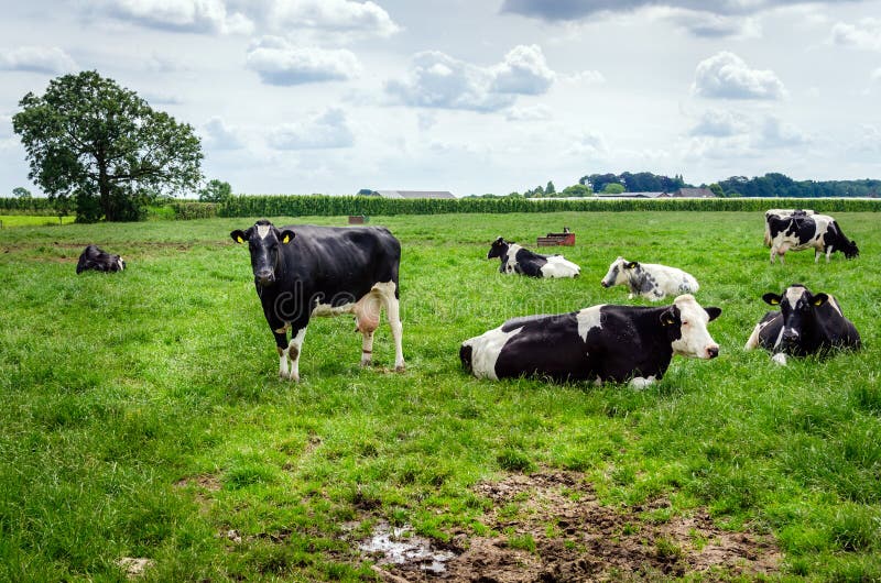 Dairy Cows in a Field with a Wind Farm in Background Stock Photo