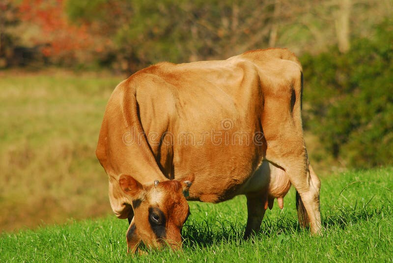 Dairy Cow Giving Birth Stock Photos Free & RoyaltyFree Stock Photos