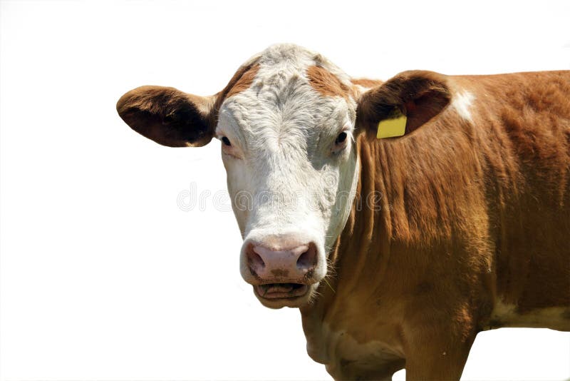 10,675 Dairy Cow Face Stock Photos Free & RoyaltyFree Stock Photos