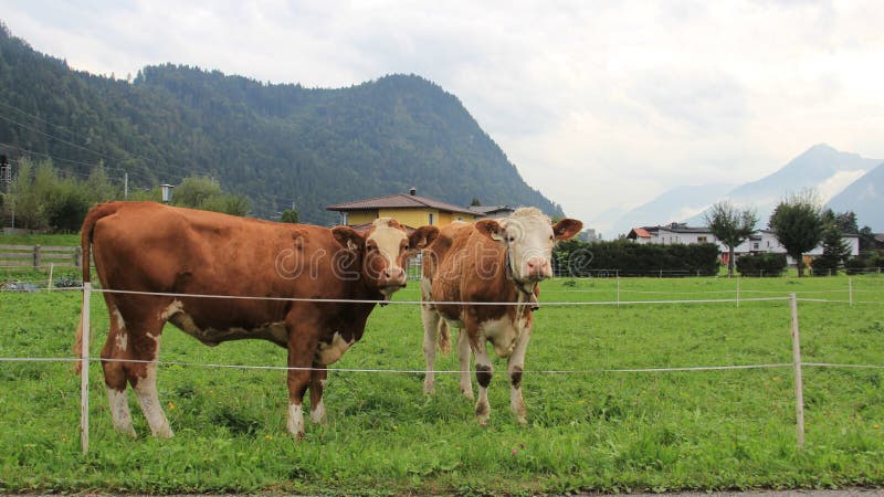 Dairy cow farm houses with green grass and raincloud. countryside dairy farm in tirol Austria. Dairy cow farm houses with green grass and raincloud. countryside dairy farm in tirol Austria