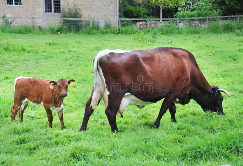 Dairy Cow with Calf royalty free stock photography Dairy Cow with Calf royalty free stock photography