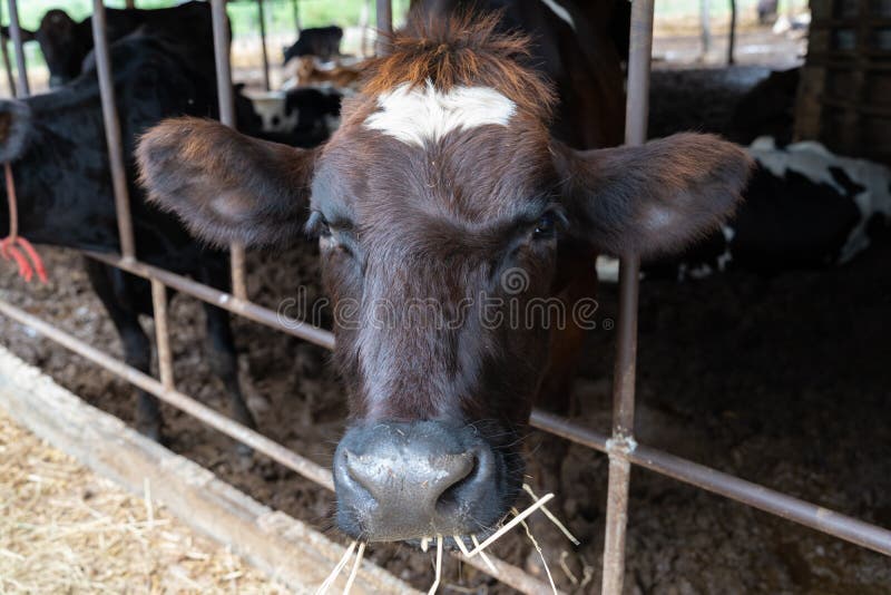 Dairy Cow in Farm Eating Hay Straw Looking at the Camera Stock Image Image of product