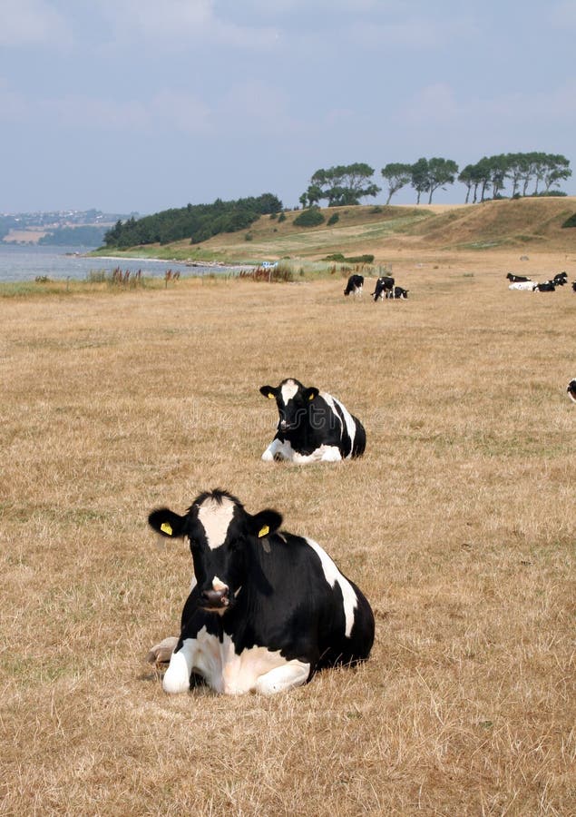 Lácteos vacas a árboles a el mar en.