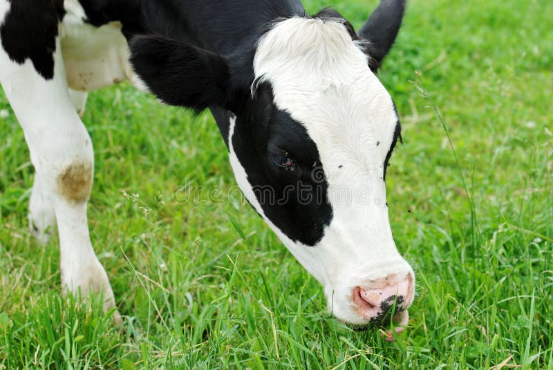 Dairy cow grazing