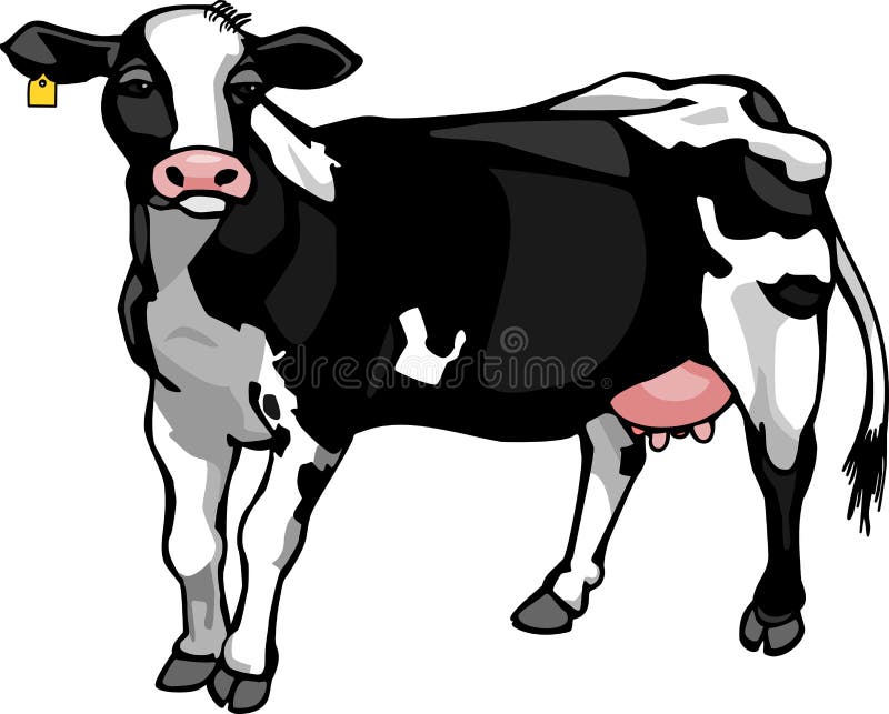 Dairy Cow vector illustration Dairy Cow vector illustration