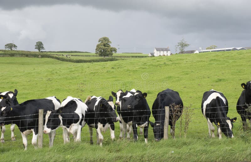 Dairy cow in pasture royalty free stock image Dairy cow in pasture royalty free stock image