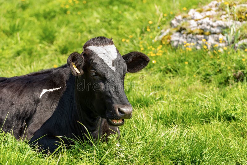 Dairy Cow Resting on a Green Pasture Stock Photo Image of nose