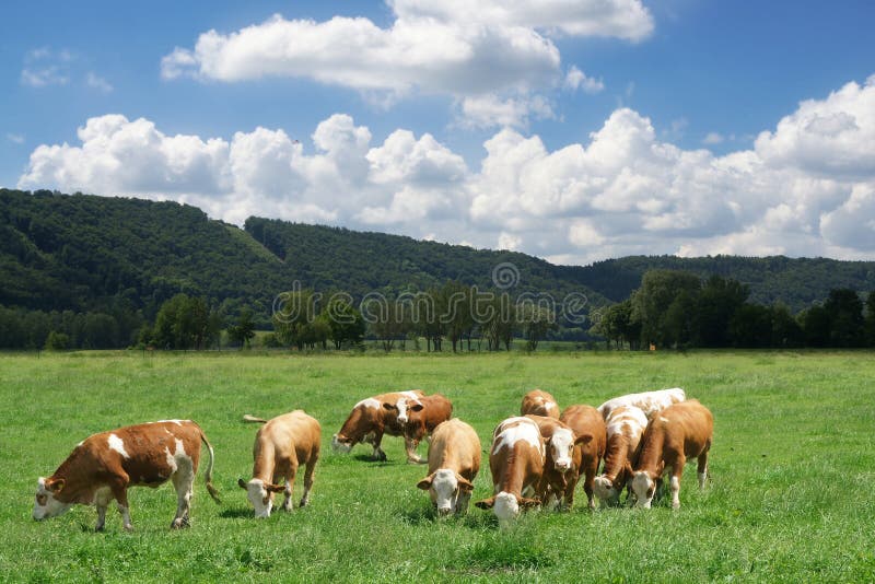 Speaking cow stock photo. Image of orientation, alpine 11258140