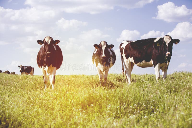 Dairy cows at countryside, with beautiful sky in the background.