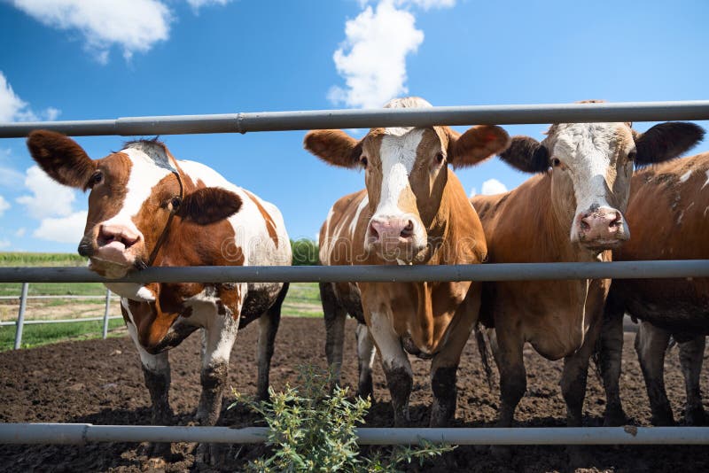 Dairy cows eat hay outdoors on a farm in the countryside, Cow cattle farming and feeding in morning. Farm industry for beef business of farmer. Dairy cows eat hay outdoors on a farm in the countryside, Cow cattle farming and feeding in morning. Farm industry for beef business of farmer