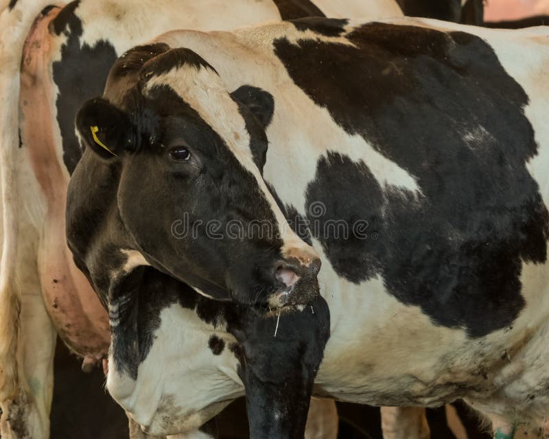 Dairy Cows Feeding, Confined Cattle Stock Photo Image of cows