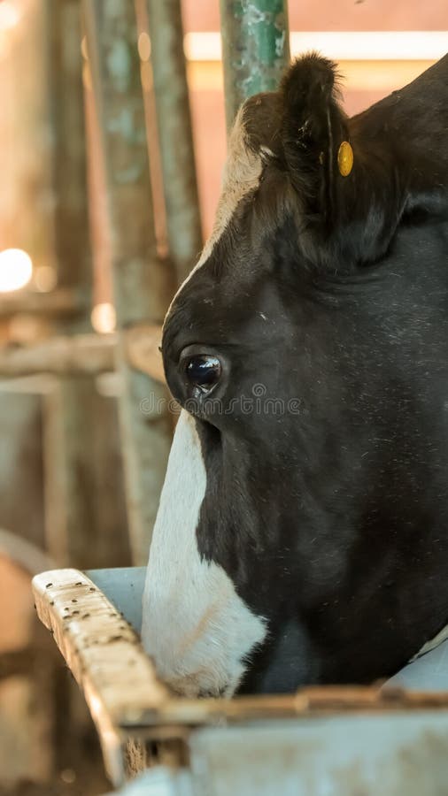 Dairy Cows Feeding, Confined Cattle Stock Image - Image of cows, dairy ...