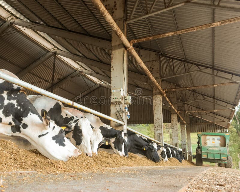 Dairy Cows Feeding, Confined Cattle Stock Image Image of cows