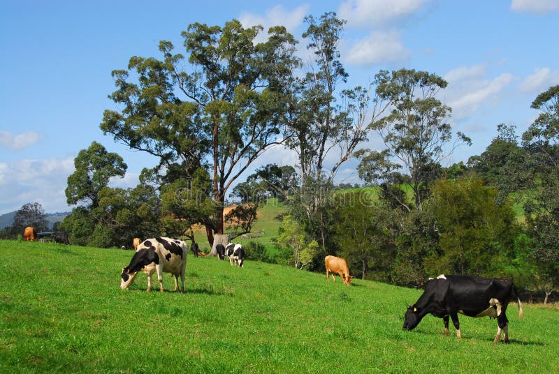 Cows Grazing on a Dairy Farm in Adelaide Hills Stock Image - Image of ...