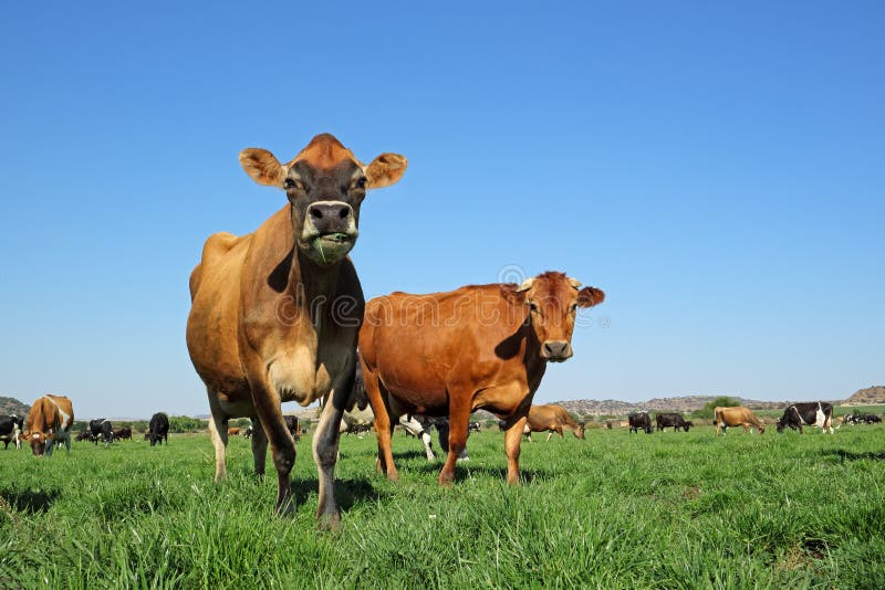 Dairy cows on green pasture