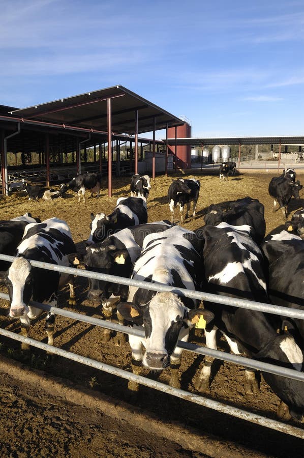 Dairy cows stock photo. Image of agriculture, inside 85376842