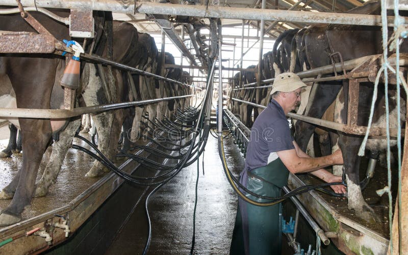 Dairy cows stock images Dairy cows stock images