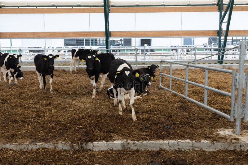 Dairy Cows on a Modern Hightech Farm Stock Photo Image of herd