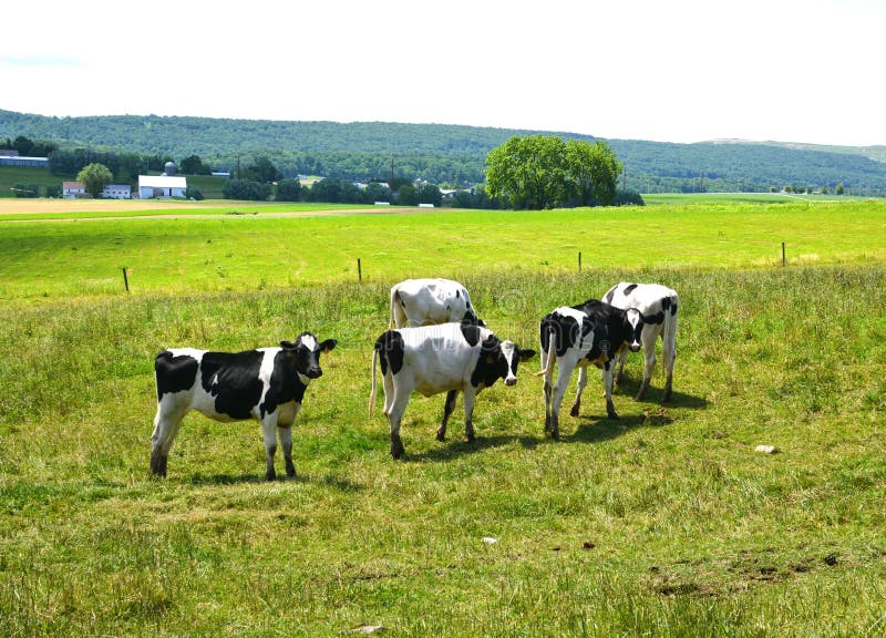 Dairy Cows Out Grazing in Lancaster Pennsylvania Stock Photo - Image of ...