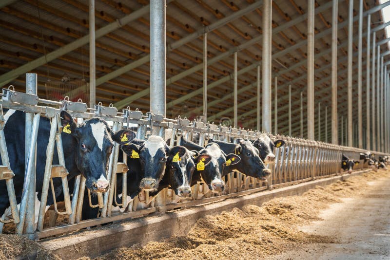 Dairy Farm with Milking Cows in Barn. Industrial Modern Breeding Cattle ...