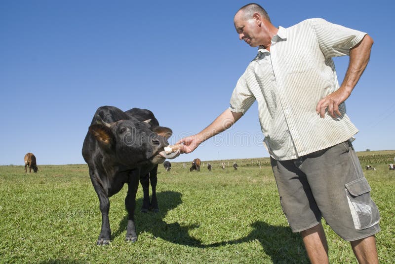 Dairy Farmer feeding cow.