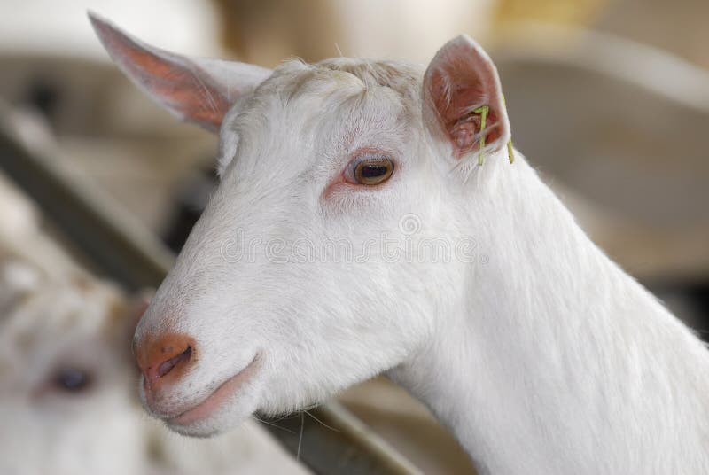 Dairy goat