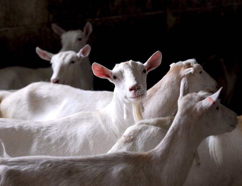 Dairy goat herd