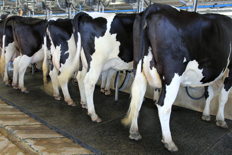 Dairy milking cow stock photo. Image of livestock, industry - 67534084