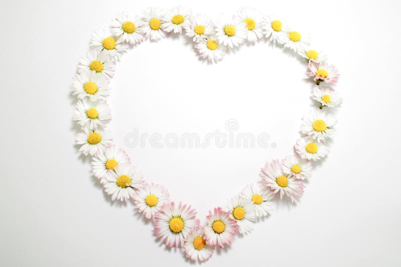 Daisies stock photo Daisies stock photo
