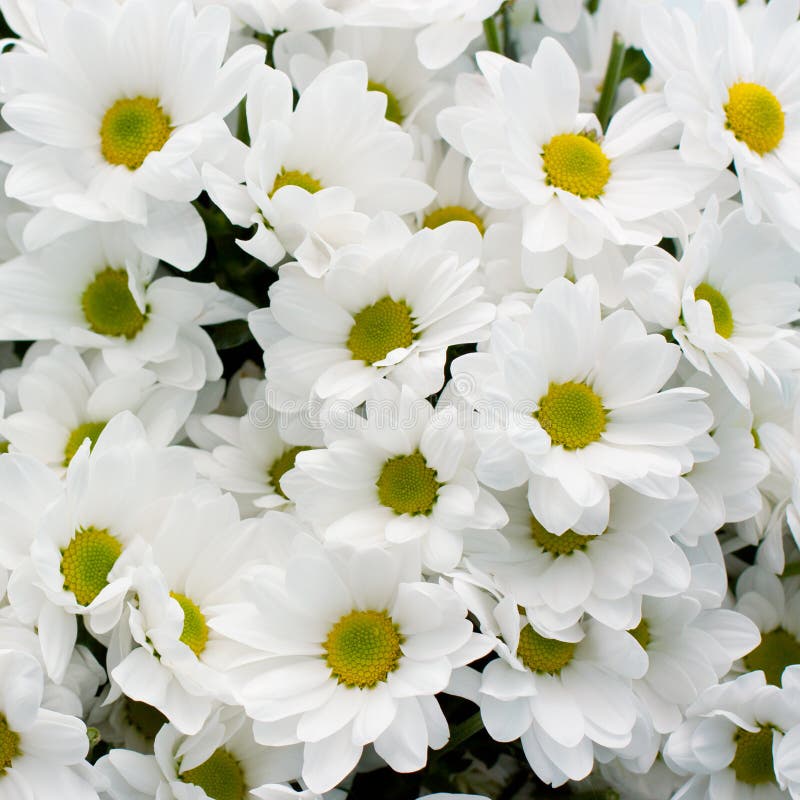 White silk daisies stock image. Image of fake, daisies 6829313