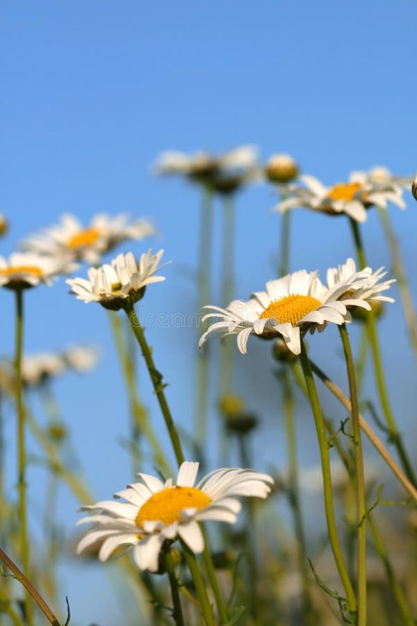 Daisies