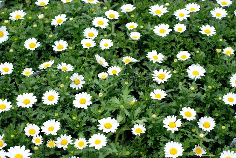 Bed of Daisies stock image. Image of happy, flowers, park 396837
