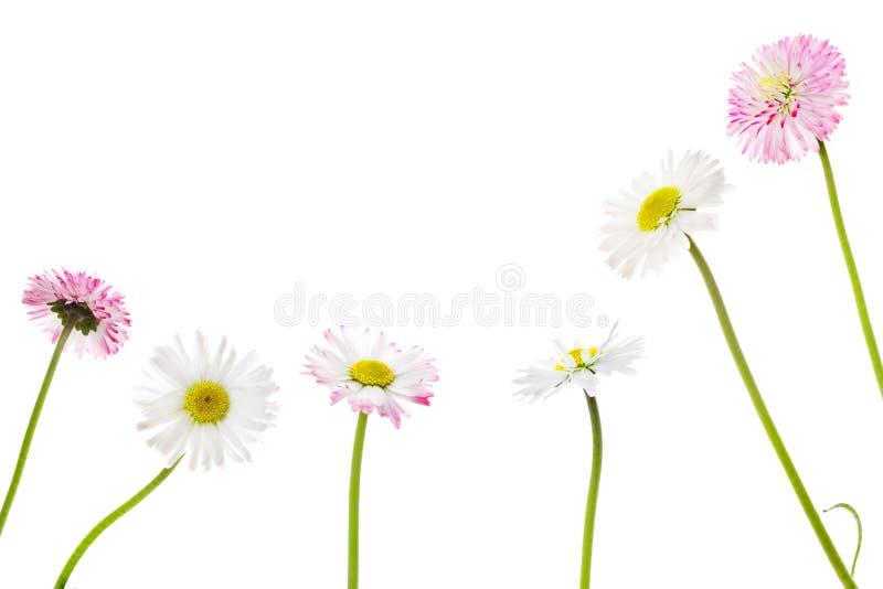 Daisies