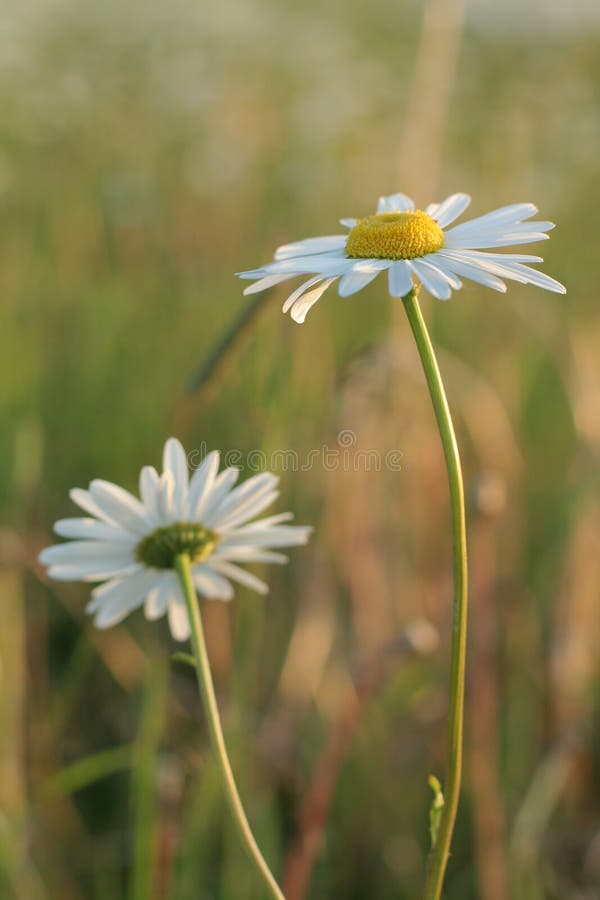 Macro of daisies - shallow depth of field