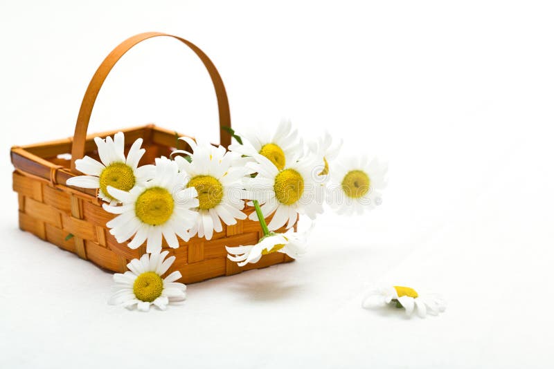 Daisies in a basket