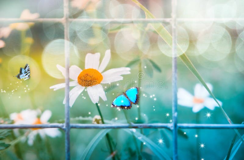 Daisies behind a metal mesh, blue butterflies flying on a flower. Author`s processing and style. Summer sunny day, bokeh and glare in the background.