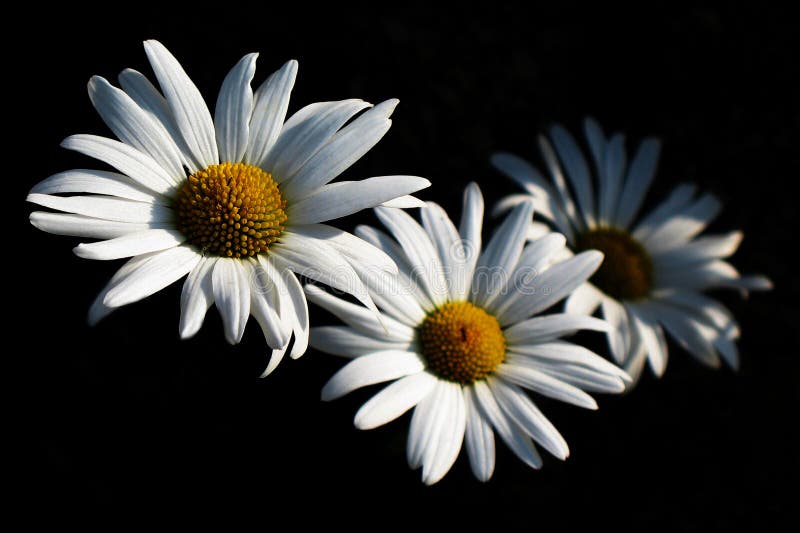 5,492 Daisies Black Background Stock Photos Free & RoyaltyFree Stock Photos from Dreamstime