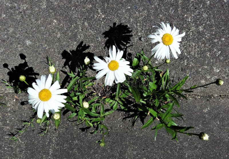 Daisies between the pavement - Wallpaper