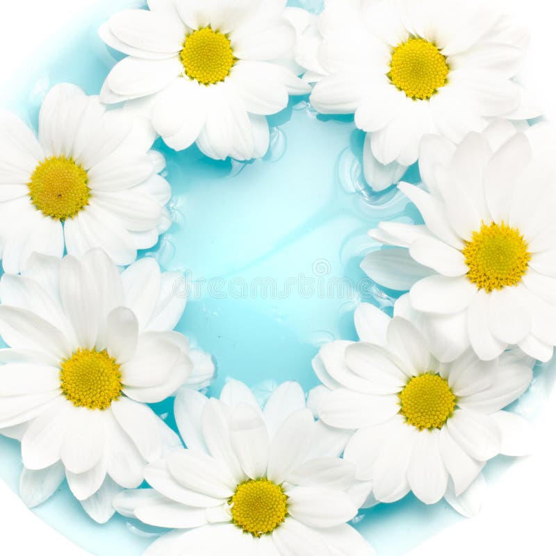 Daisies on blue water