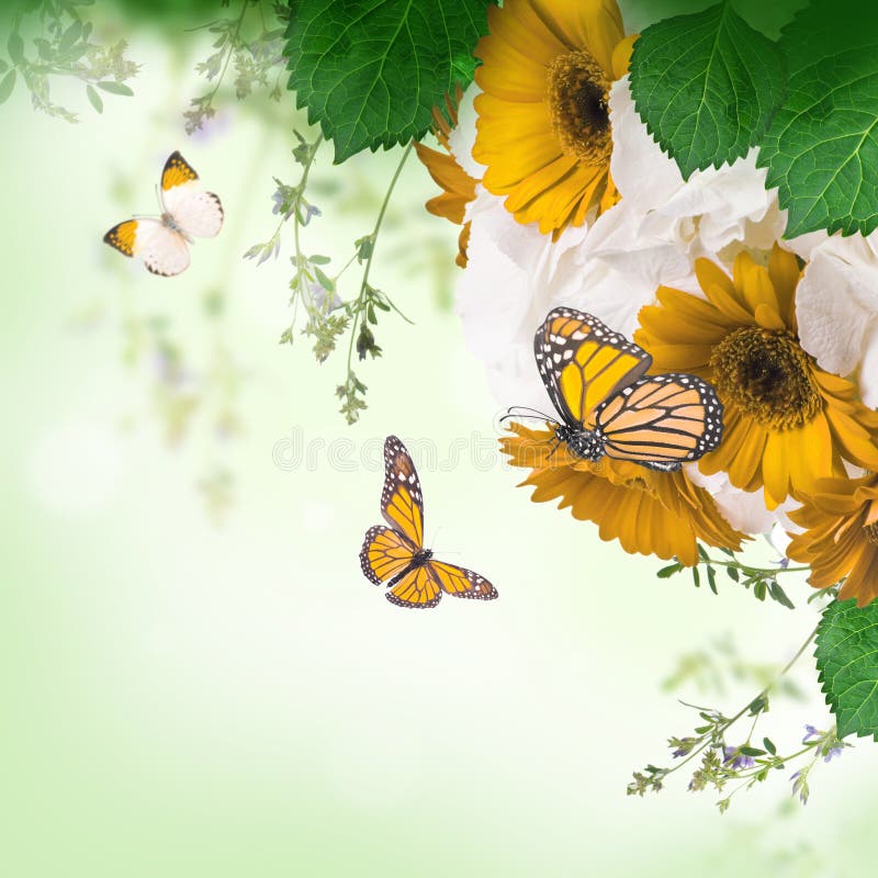 Daisies and Butterfly on a White Stock Image Image of blossom