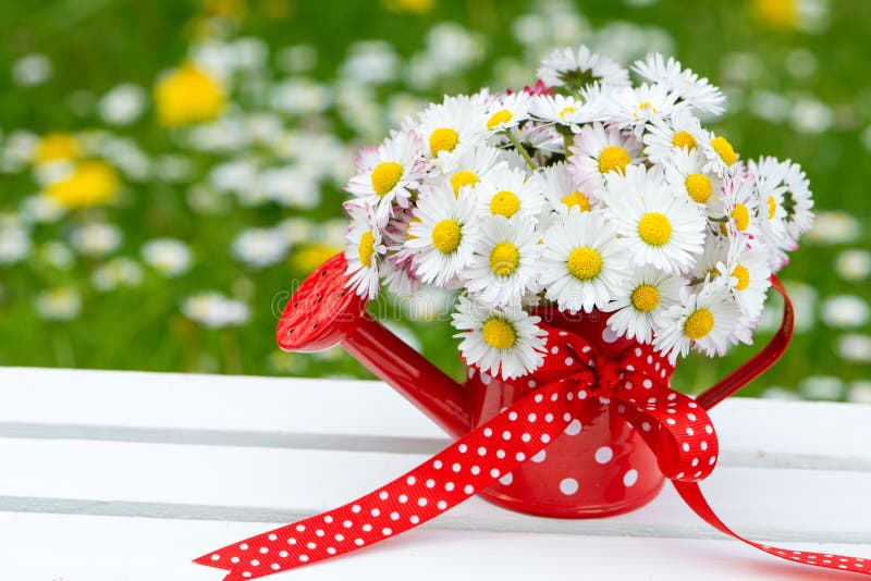 Daisies stock photo. Image of watering, valentine, mother 40291510