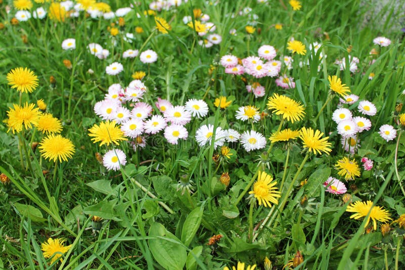 Daisies and Dandelions in Grass Stock Image Image of grass, easter