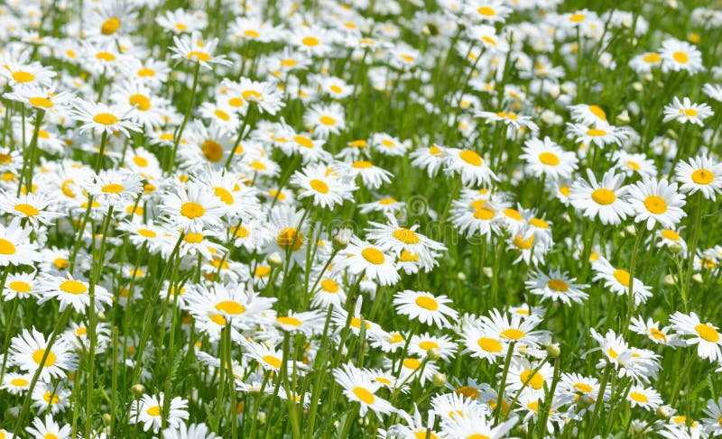 Daisies in the field stock image. Image of green, farm - 54901777