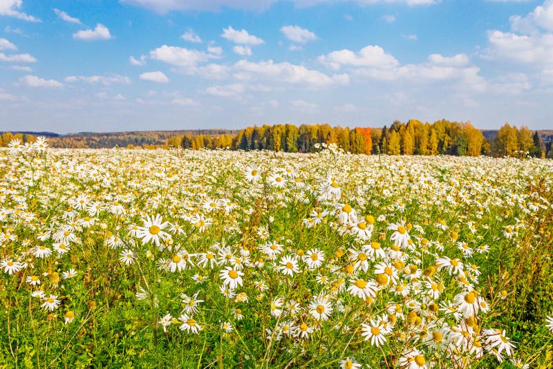 Daisies field stock photo. Image of forest, plants, meadow 55642976