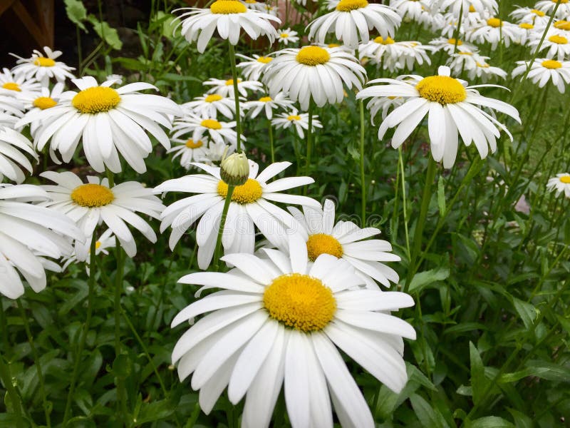 Daisies in a Field in Maine Stock Image - Image of daisies, white ...