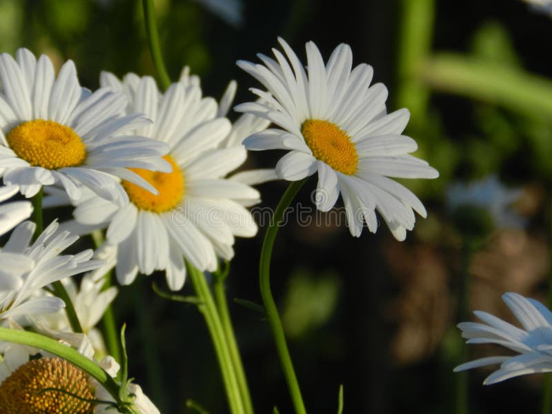 Daisies, flowers, nature, garden, field, outdoors, petals, beauty, beautiful, white, yellow royalty free stock photography Daisies, flowers, nature, garden, field, outdoors, petals, beauty, beautiful, white, yellow royalty free stock photography
