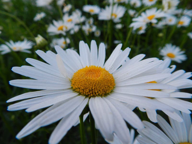 Daisies, flowers, nature, garden, field, outdoors, petals, beauty, beautiful, white, yellow stock photography Daisies, flowers, nature, garden, field, outdoors, petals, beauty, beautiful, white, yellow stock photography